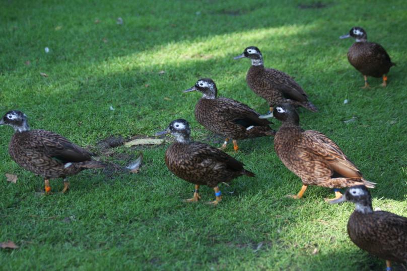 Laysan ducks