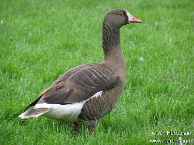 hybrid goose