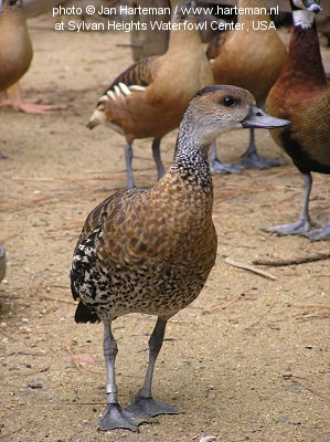 West-Indian whistling duck