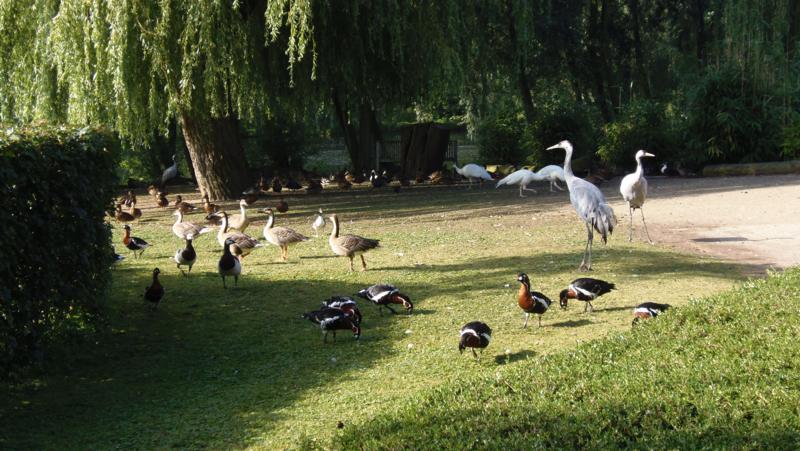 Geese and crane in Vogelpark Avifauna