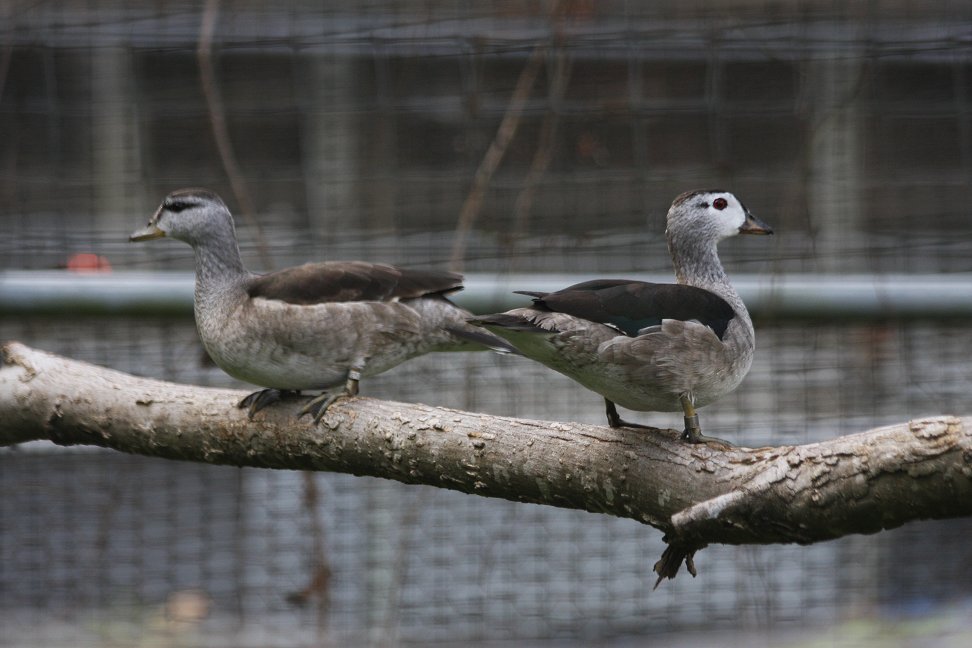 Cotton pygmy goose