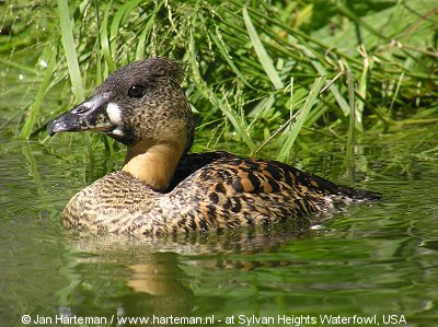 White-backed duck