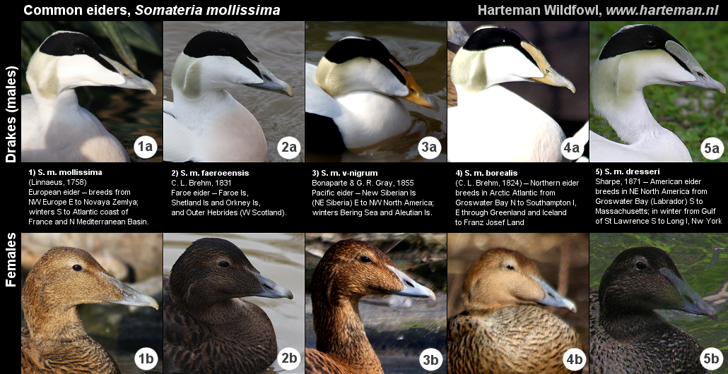 common_eiders.png