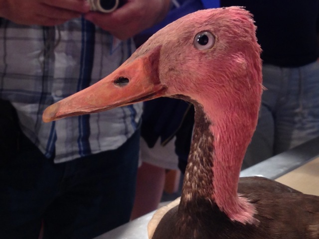 pink-headed-duck-naturalis2.jpg