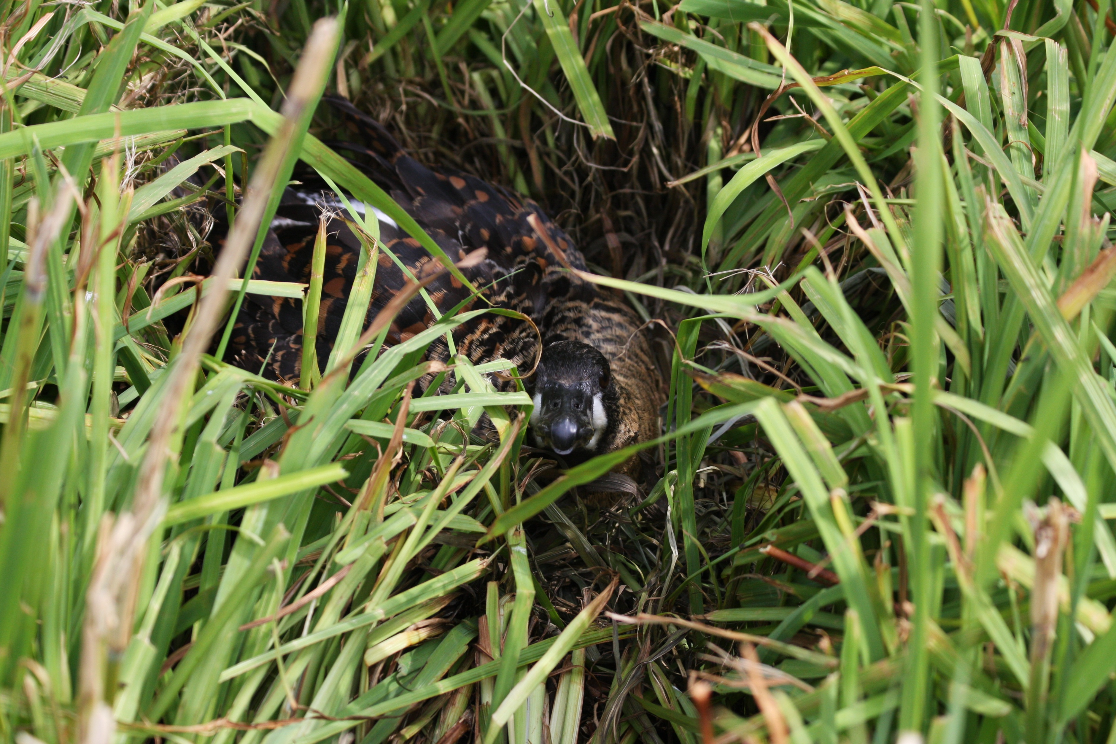 White-winged duck juveniles