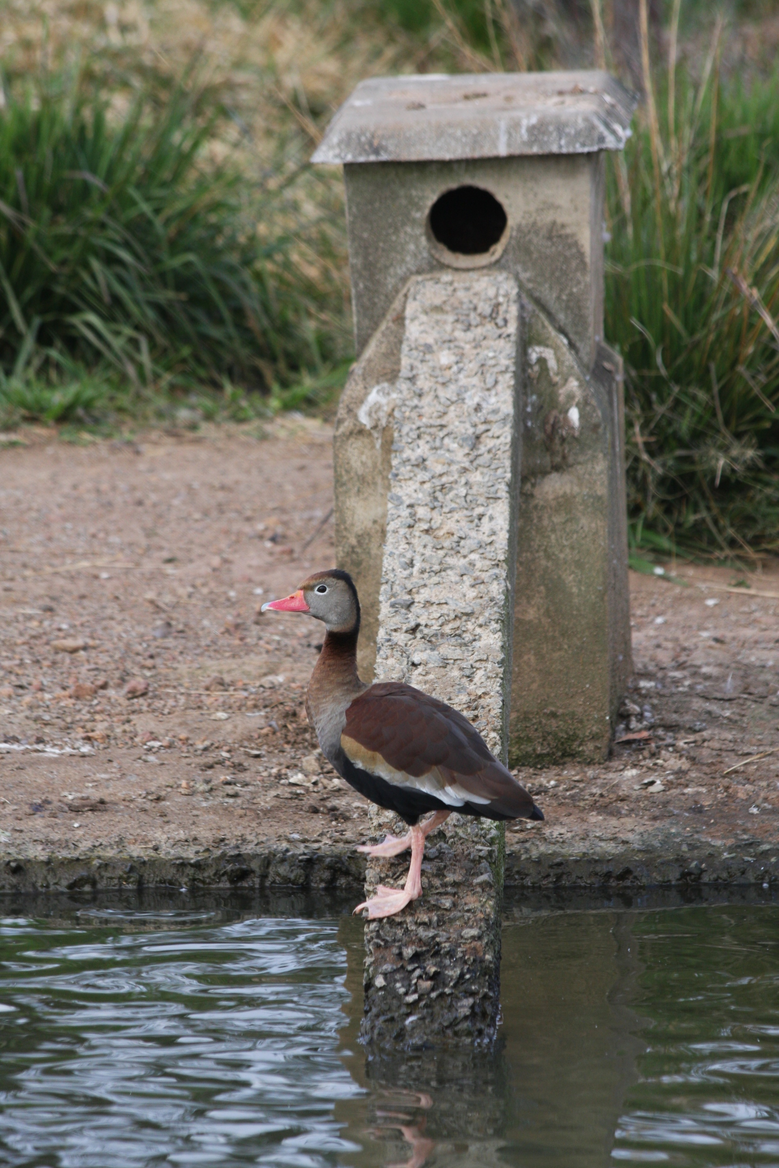 White-winged duck juveniles