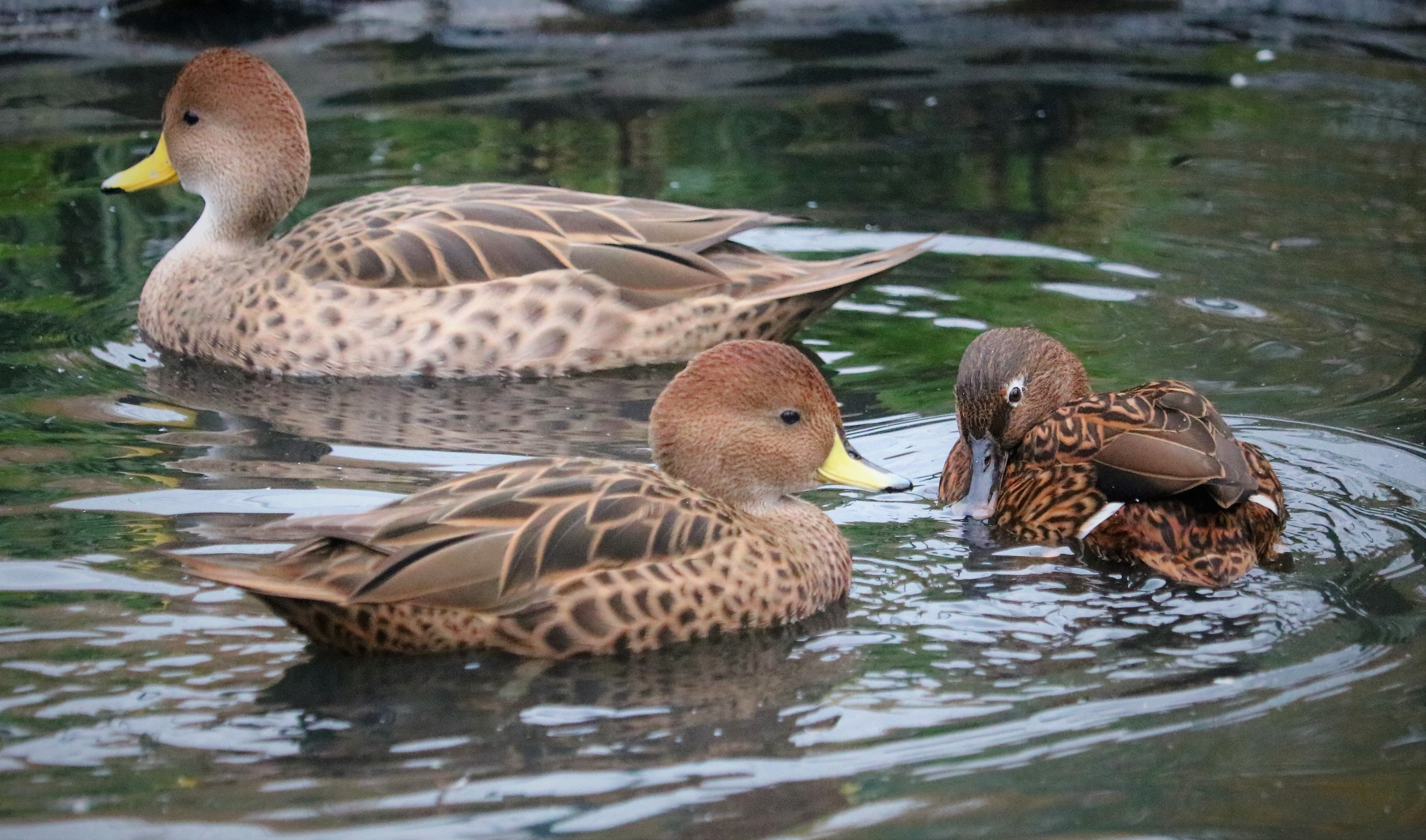 Juvenile white-winged ducks