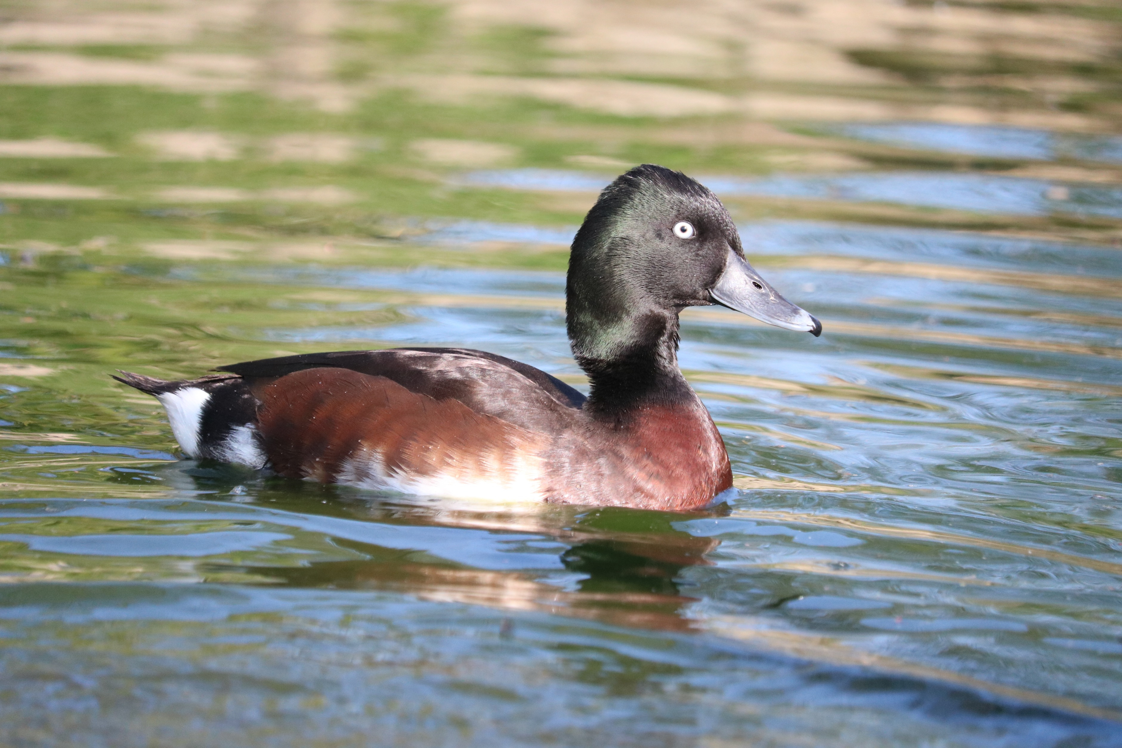 Baer's pochard, critically endangered