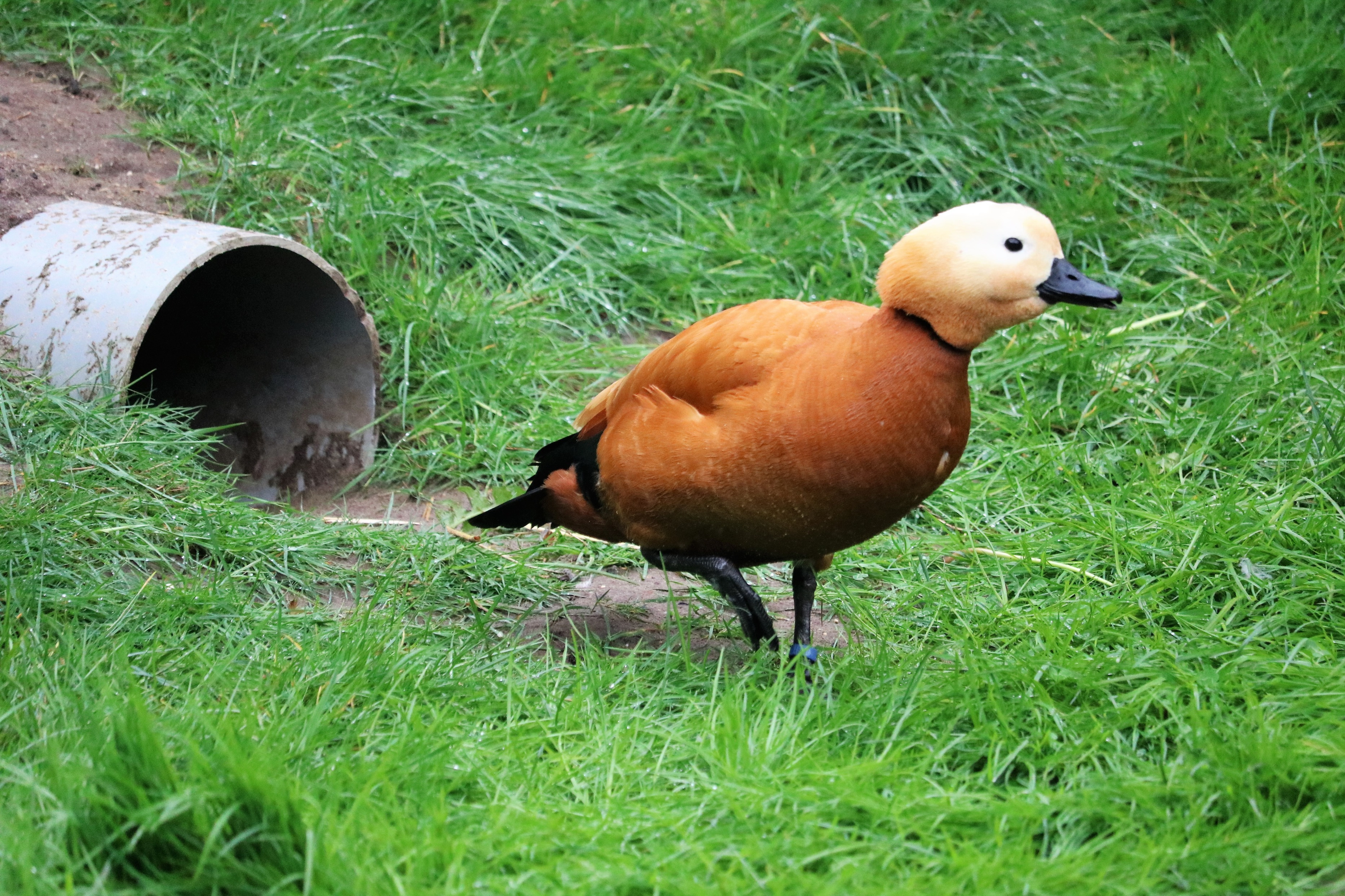 White-winged duck juveniles