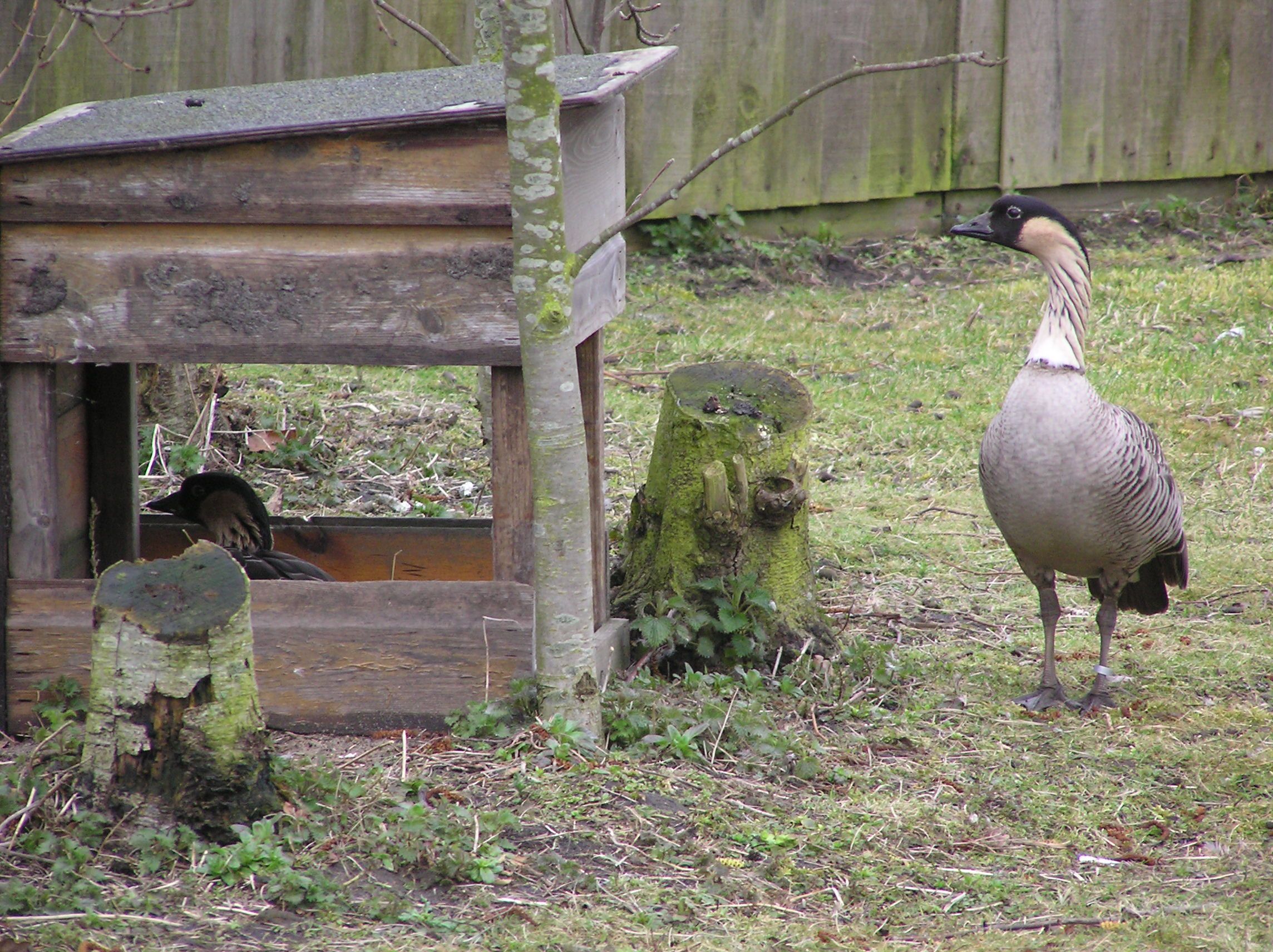 White-winged duck juveniles