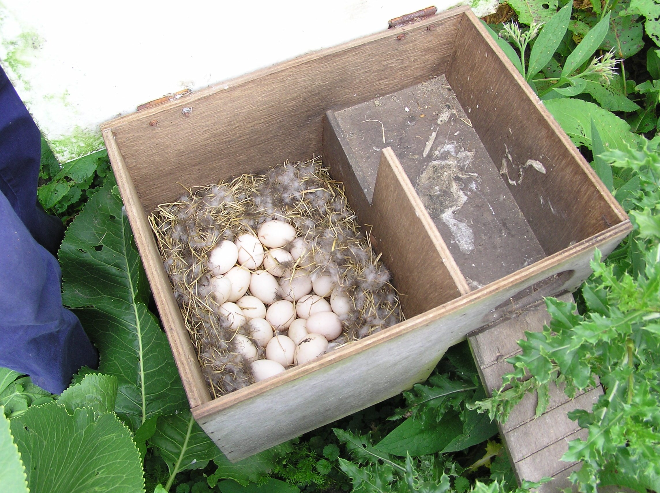 White-winged duck juveniles