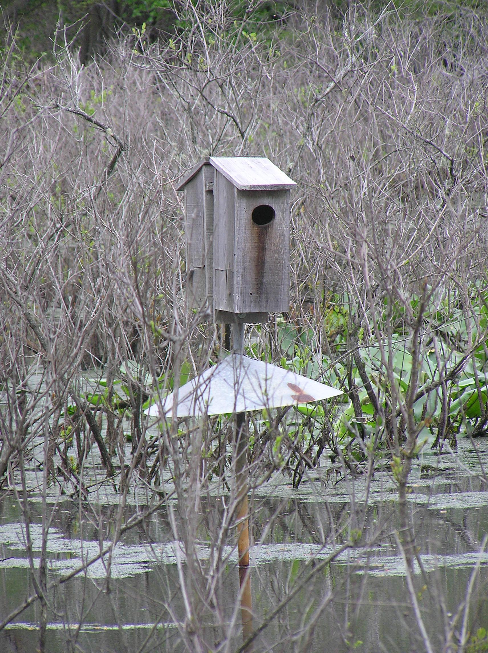 White-winged duck juveniles
