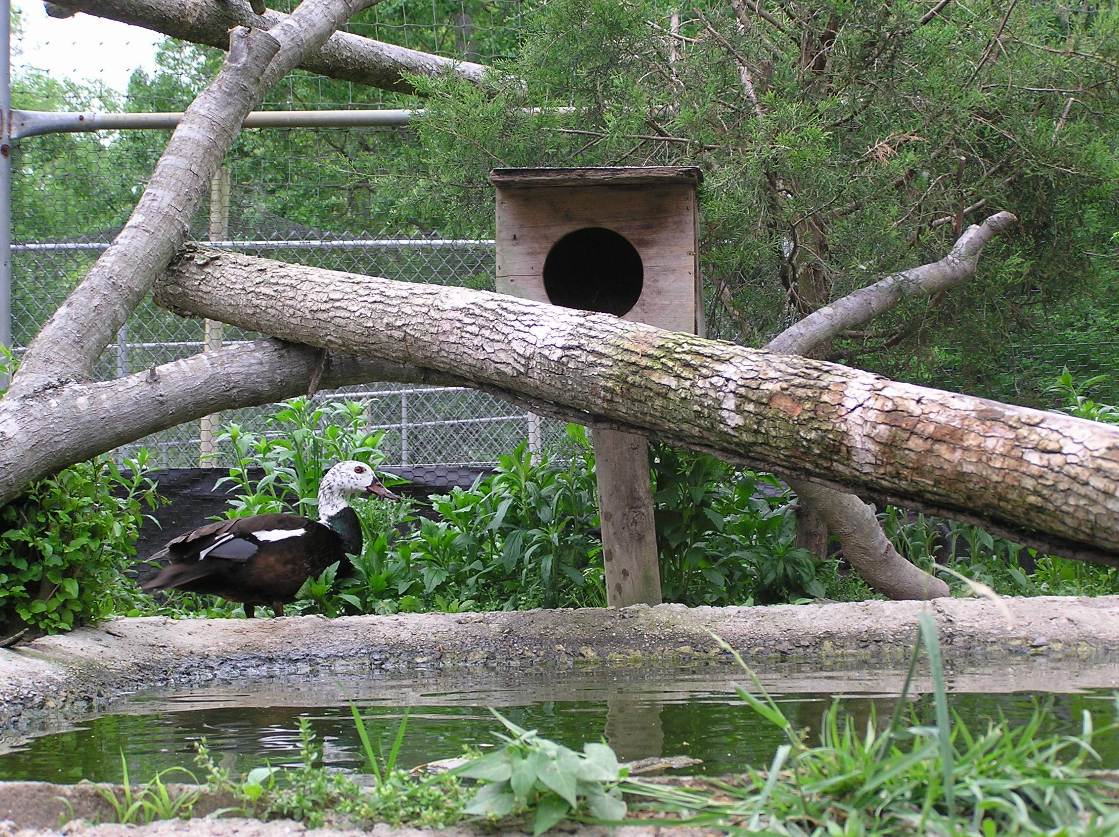 White-winged duck juveniles