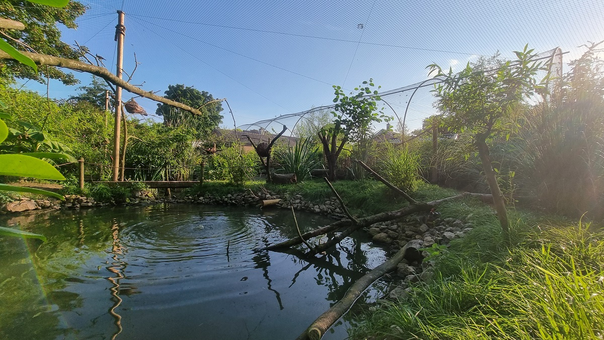 White-winged duck juveniles