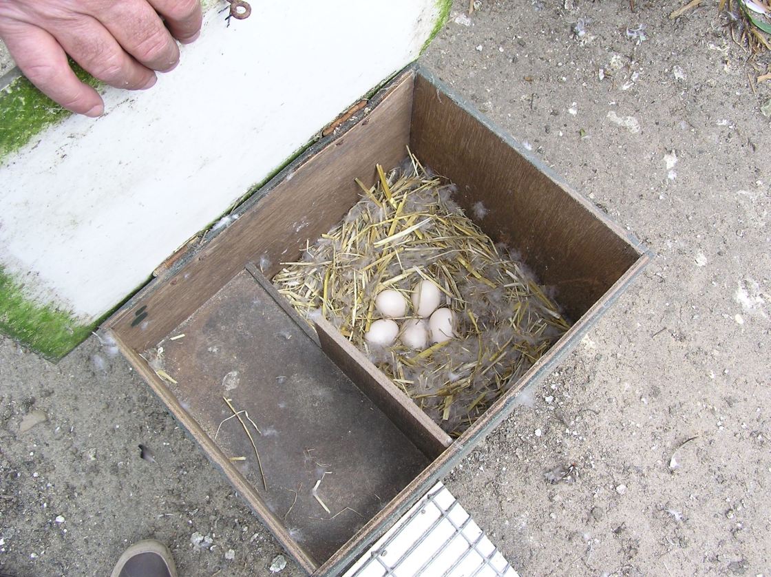 White-winged duck female and ducklings