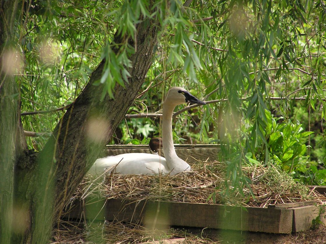 White-winged duck, male (and Baer's pochard in background)