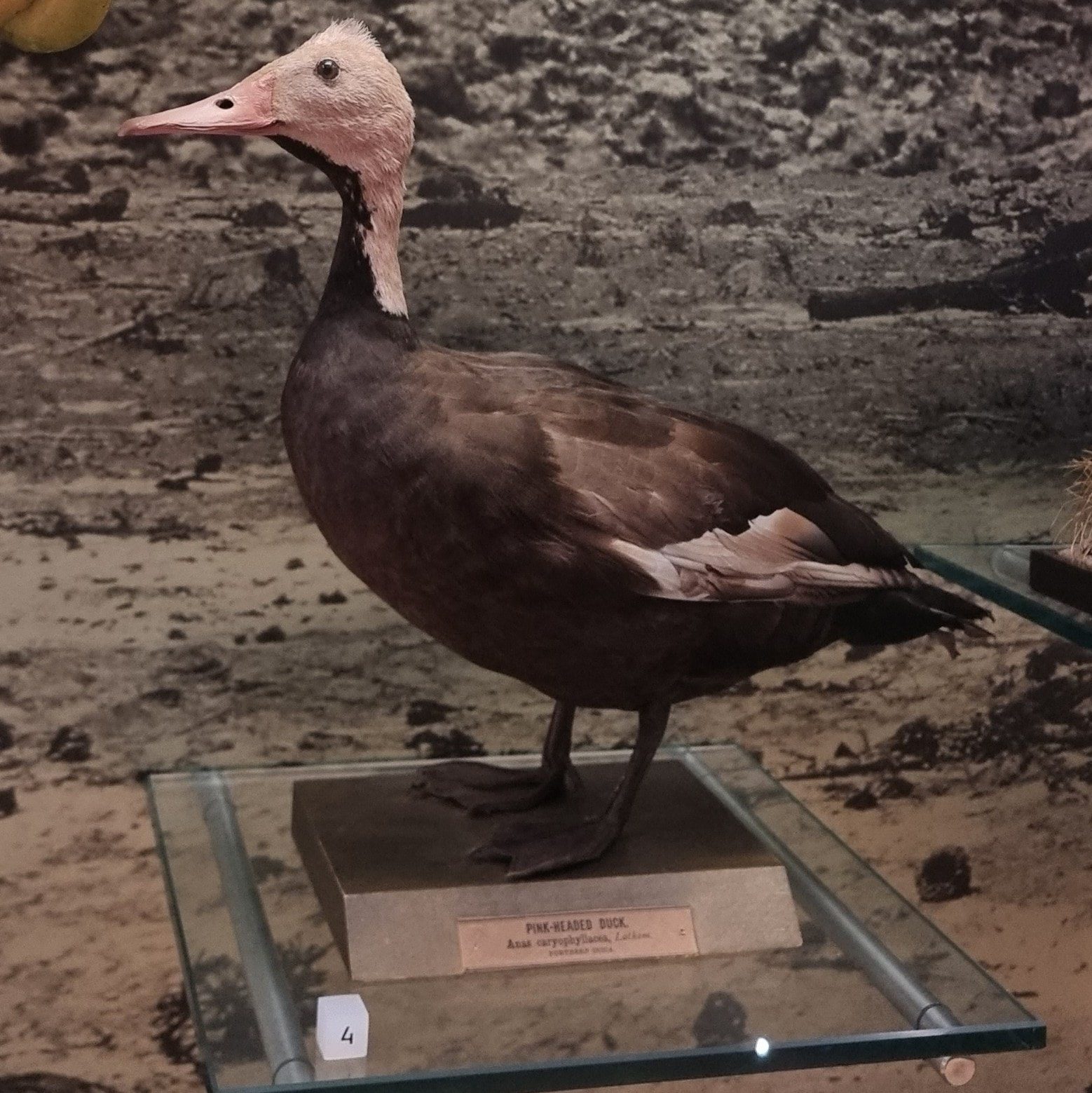 Harteman Wildfowl Aviaries Pink headed Duck harteman-wildfowl-aviaries-pink-headed-duck