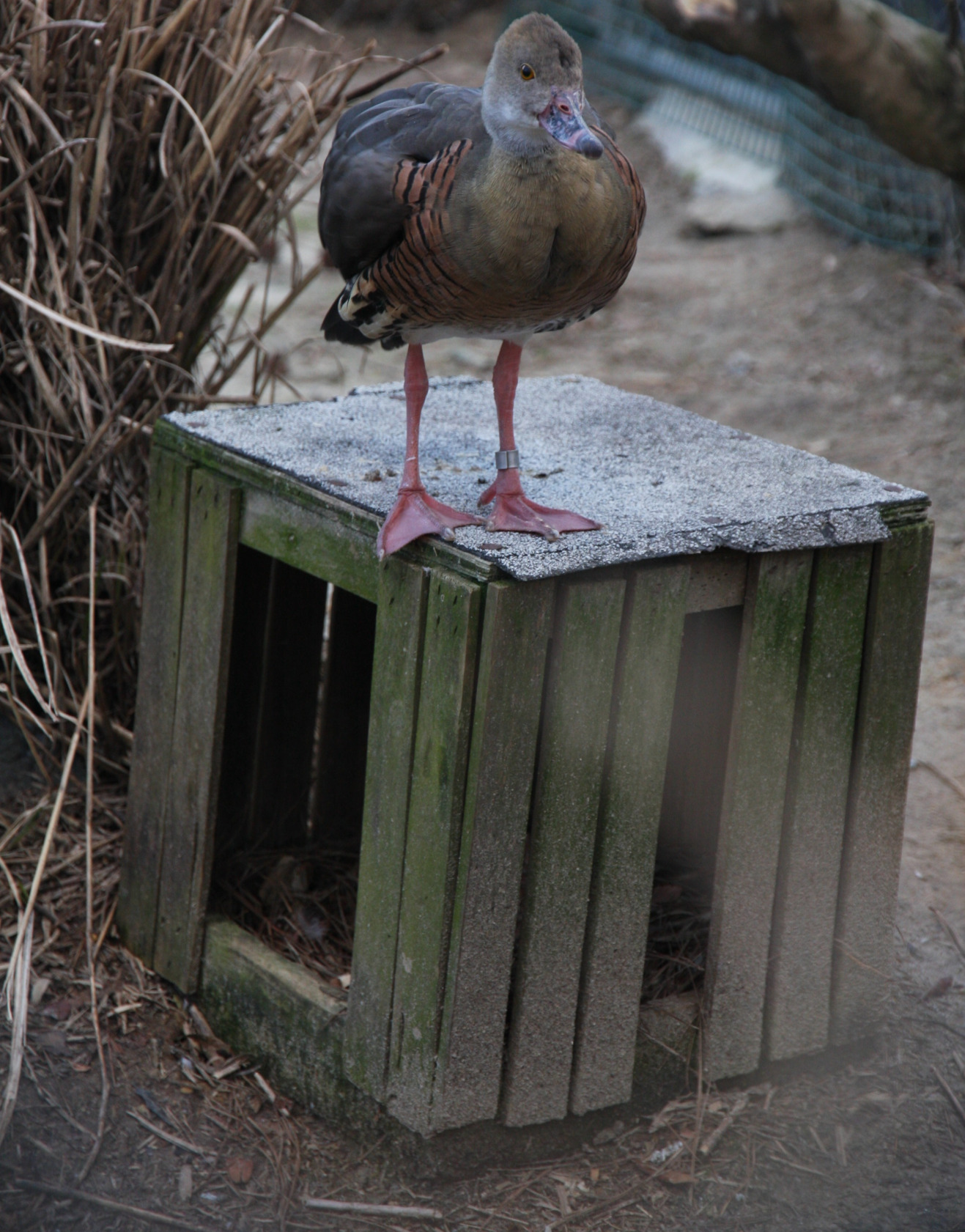 White-winged duck, male (and Baer's pochard in background)