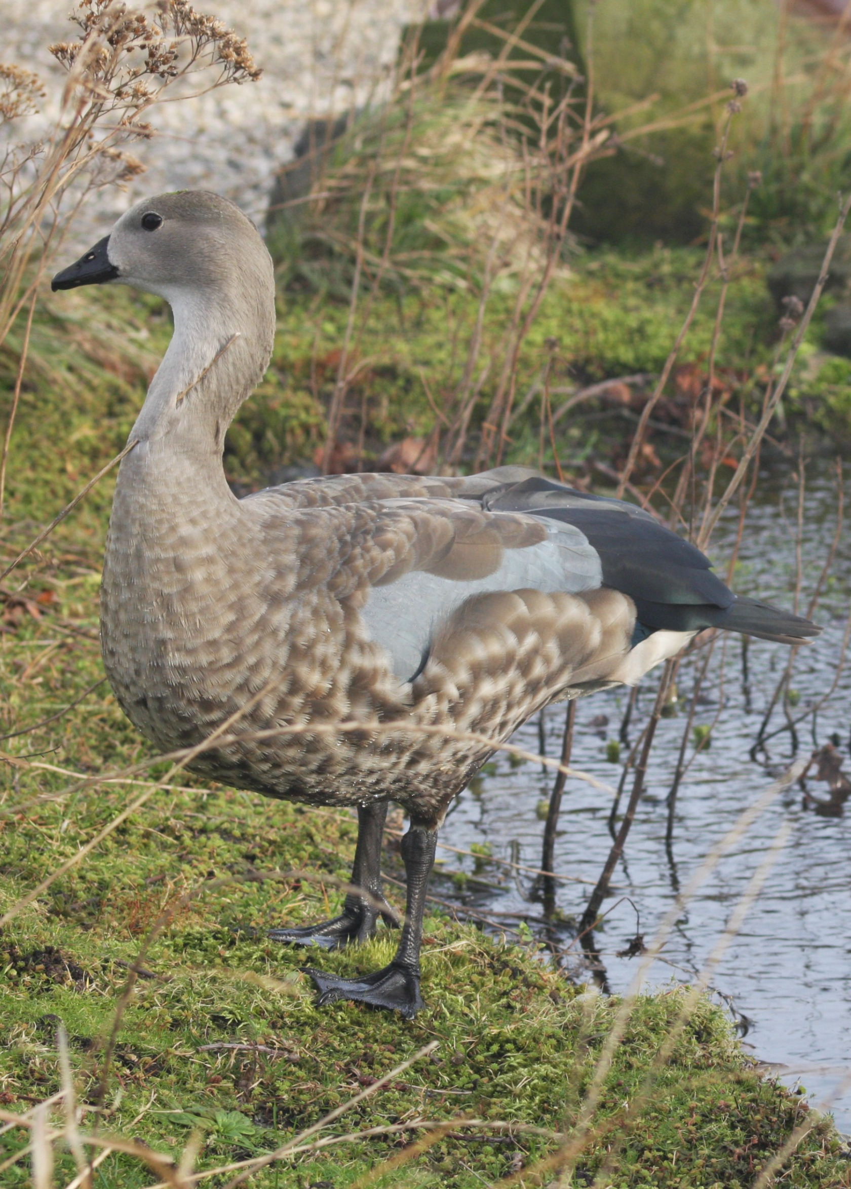 White-winged duck and Baer's pochard