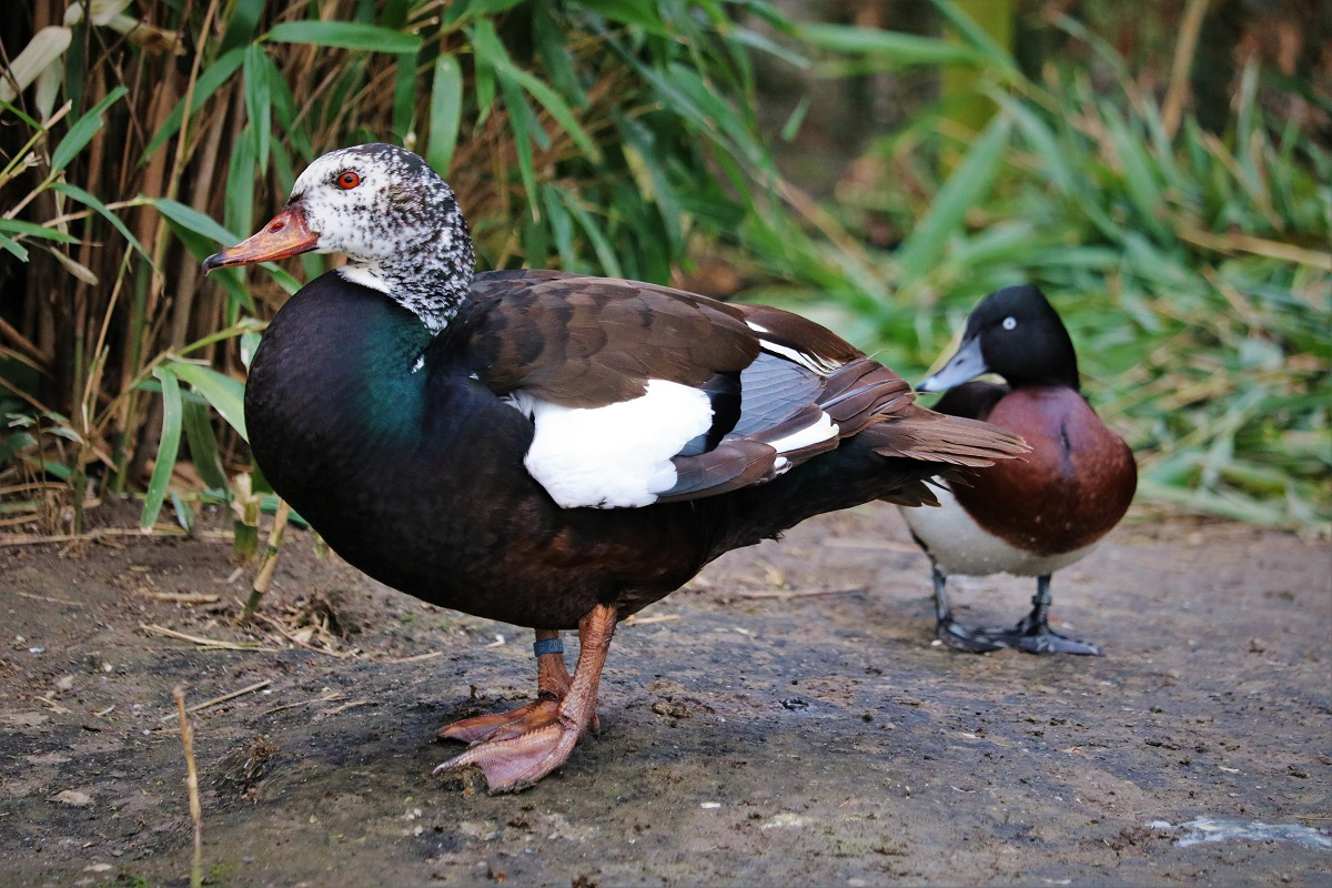 White-winged duck and Baer's pochard