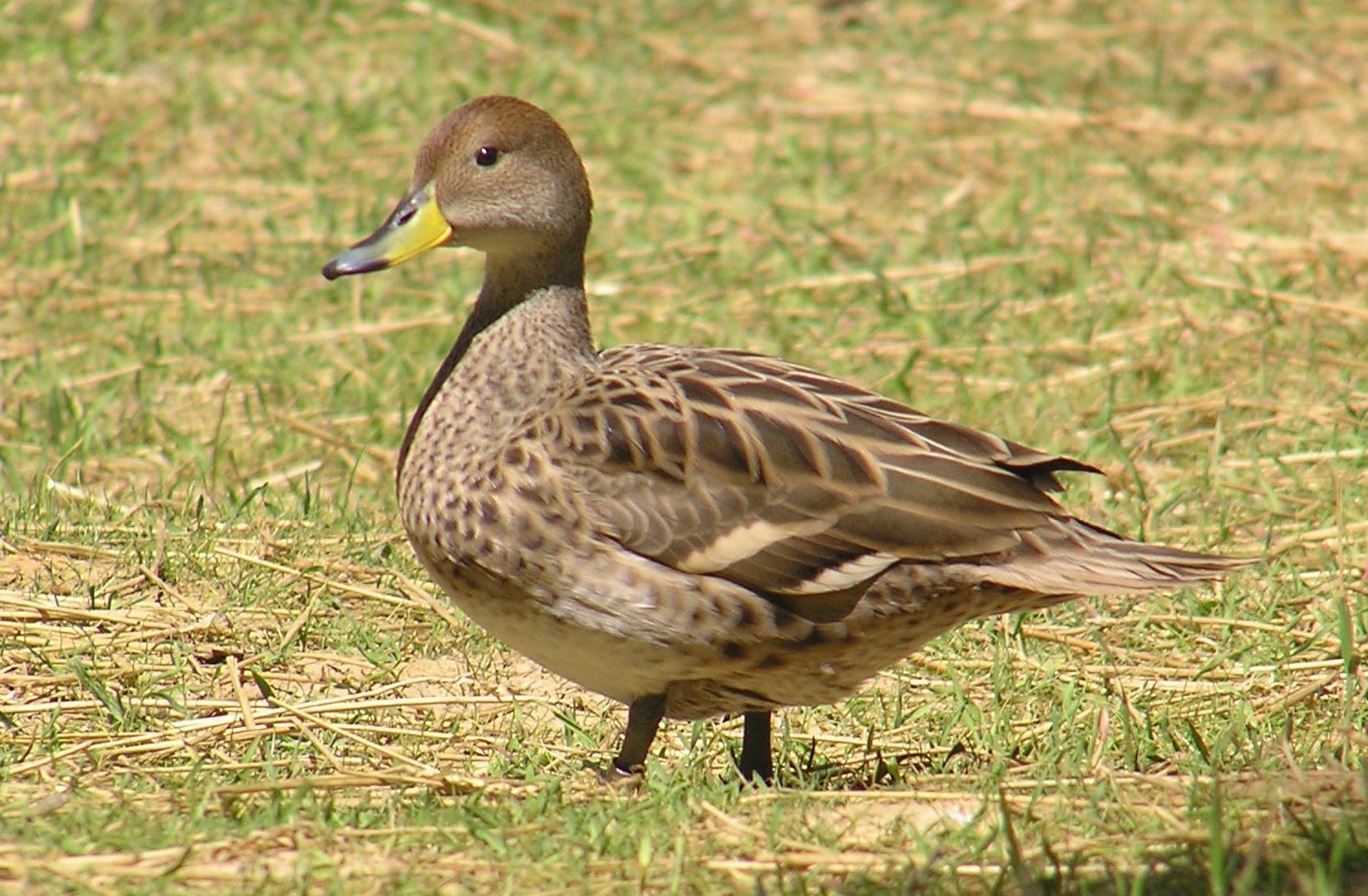 Juvenile white-winged ducks