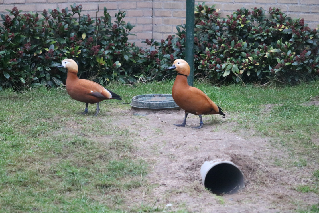 White-winged duck, male (and Baer's pochard in background)