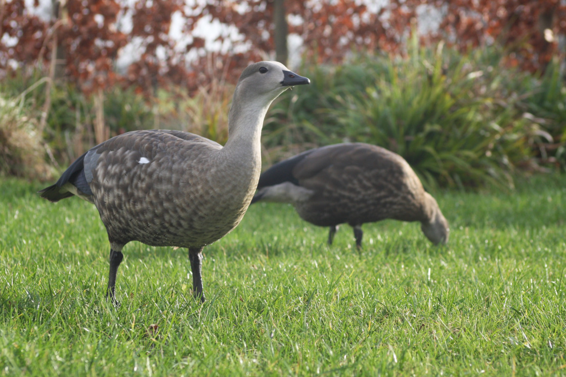 Blue-winged geese feeding on grass
