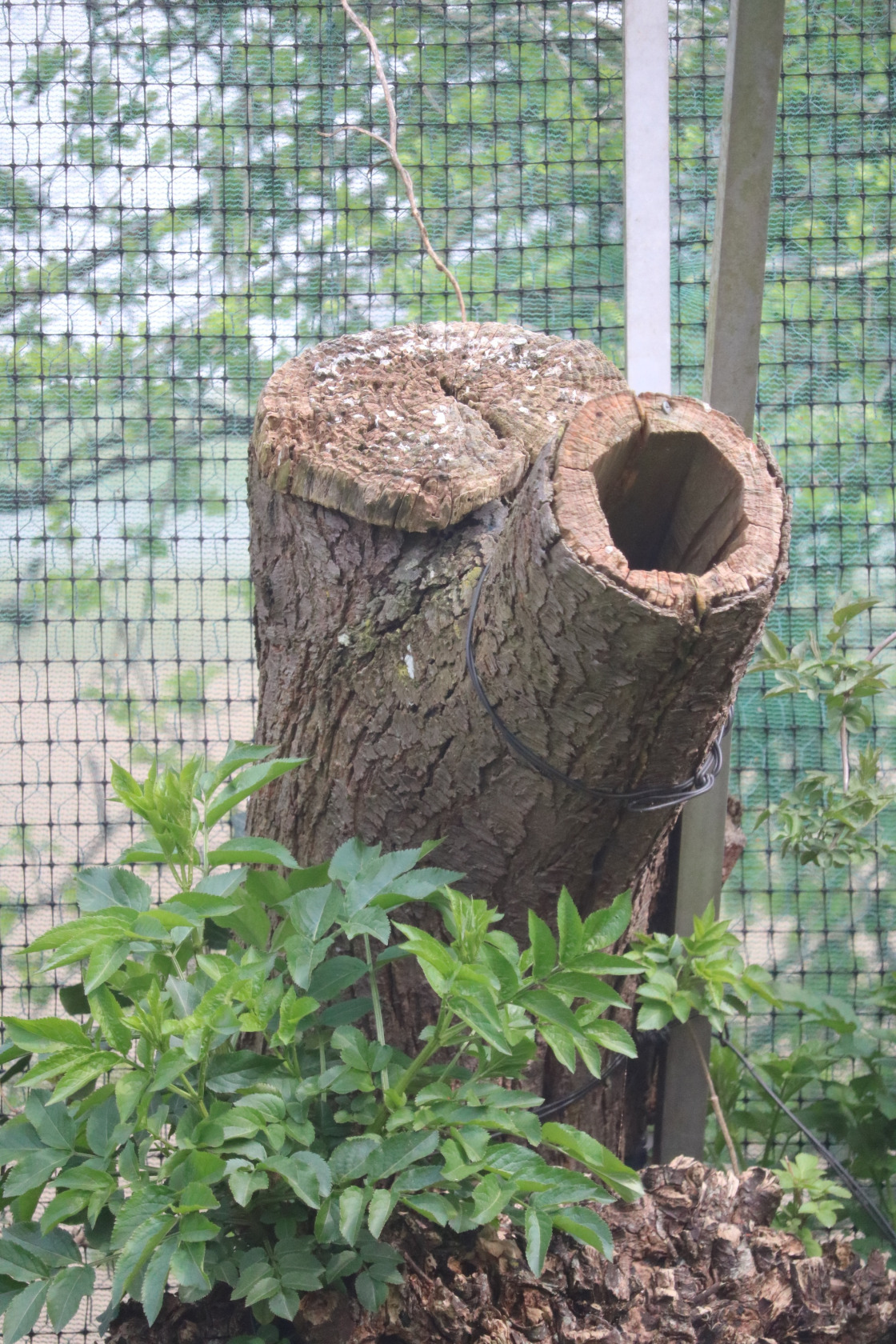 White-winged duck female and ducklings