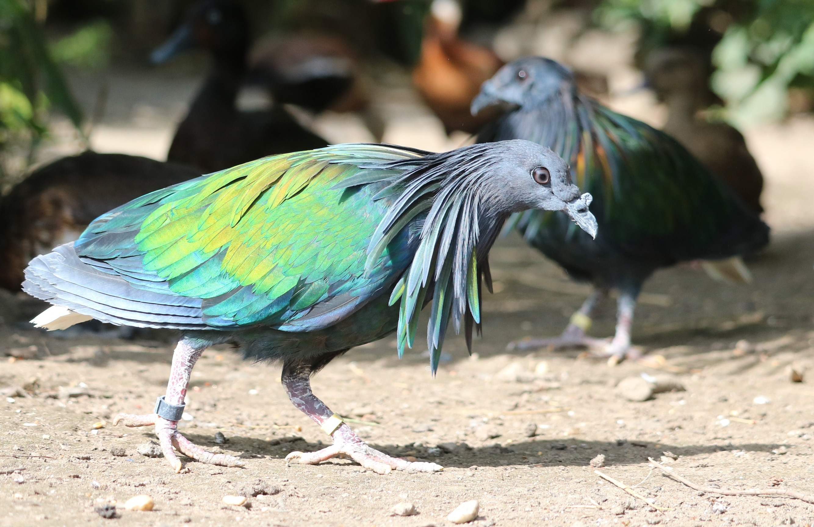 Nicobar pigeon. Photo © Jan Harteman