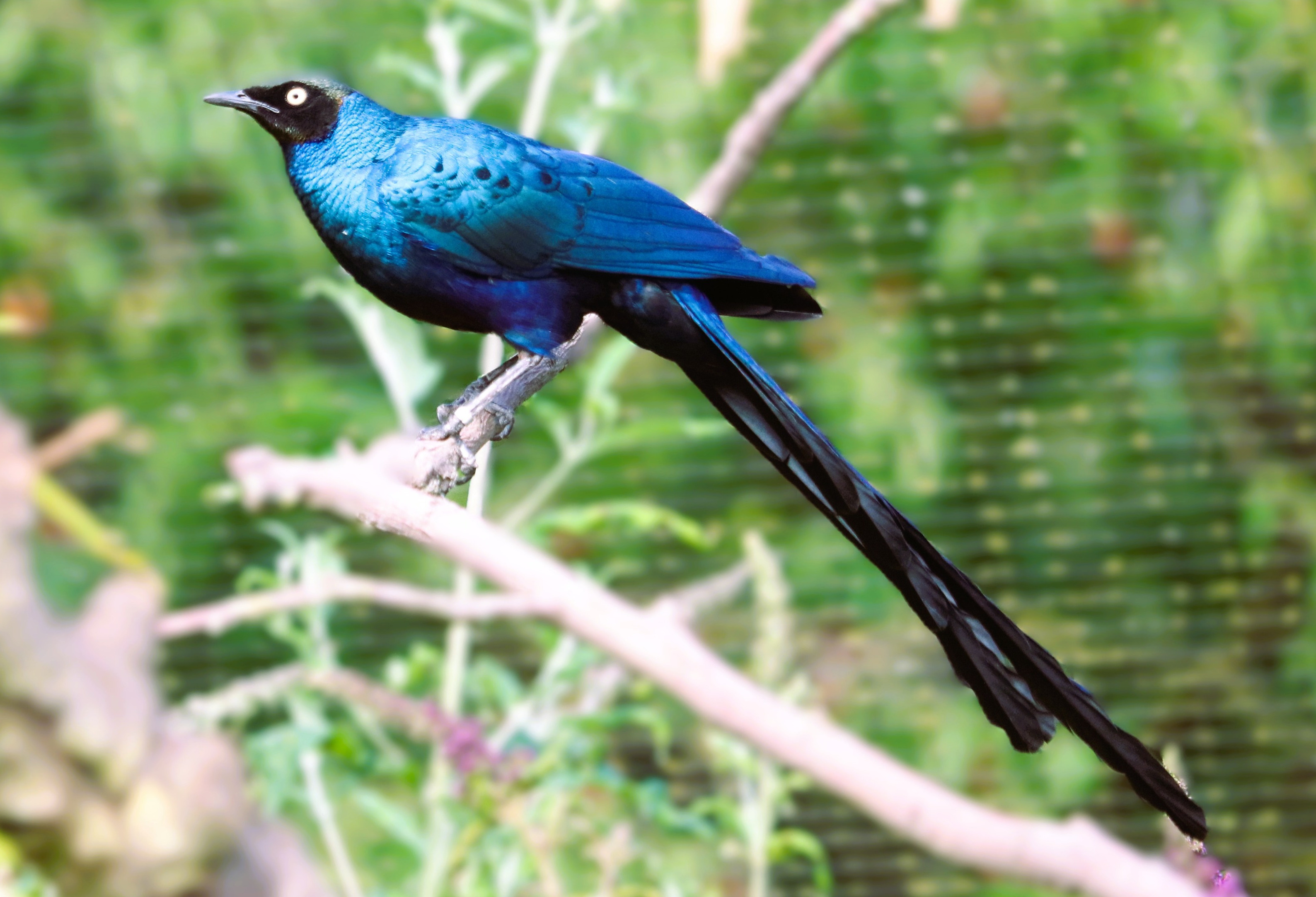 Long-tailed glossy staring. Photo © Jan Harteman