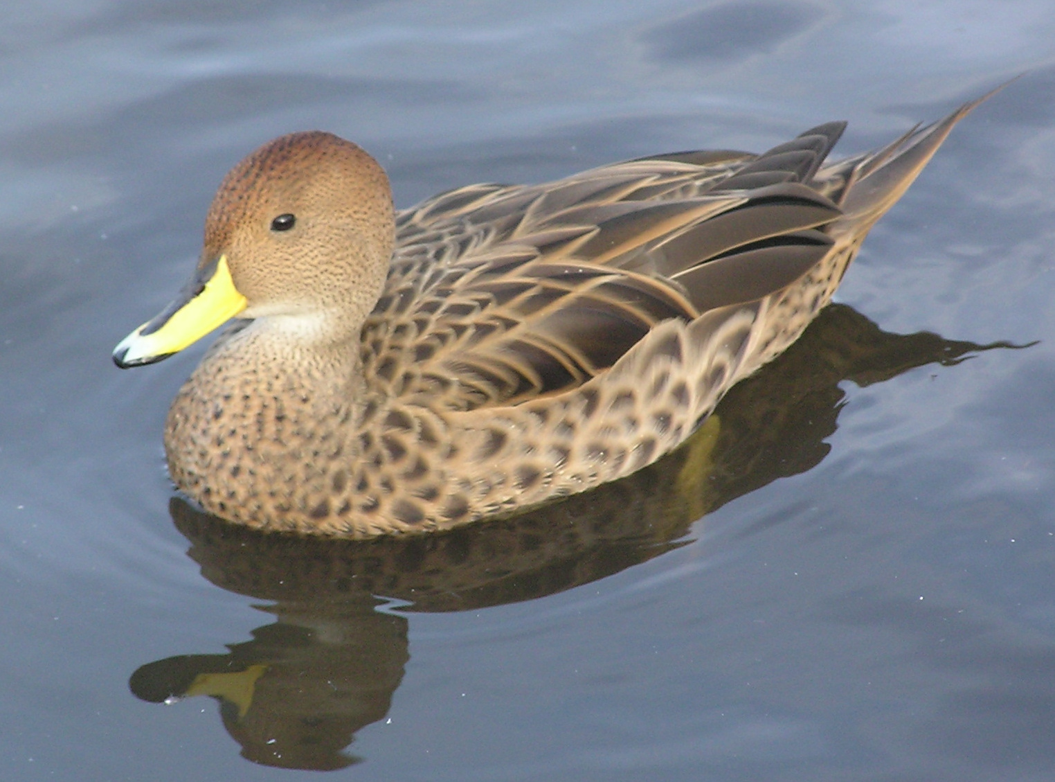 Juvenile white-winged ducks