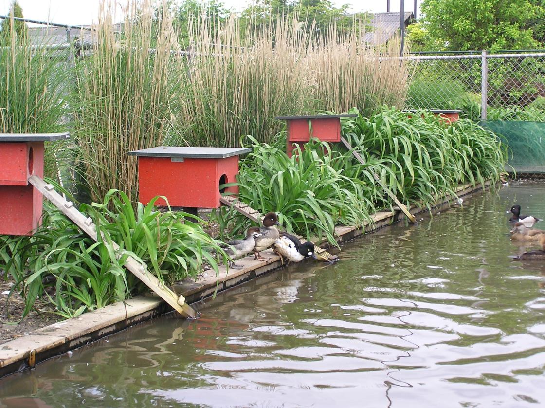 White-winged duck female and ducklings
