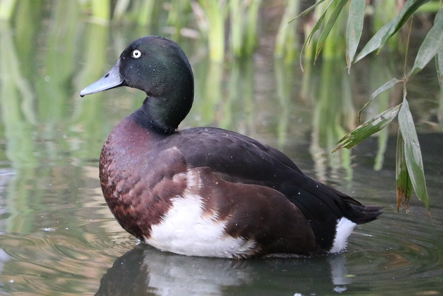 Baer's pochard. Photo © Jan Harteman