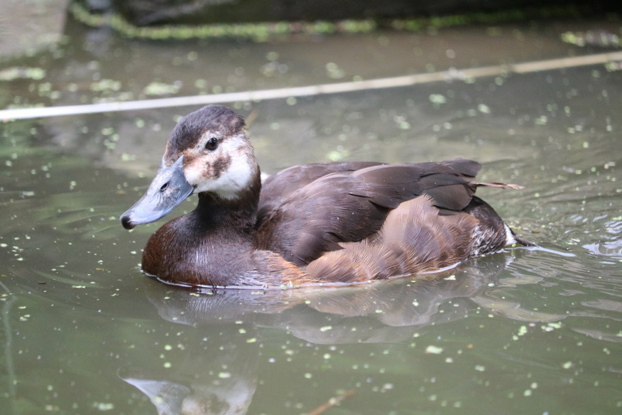 Juvenile female (2021)