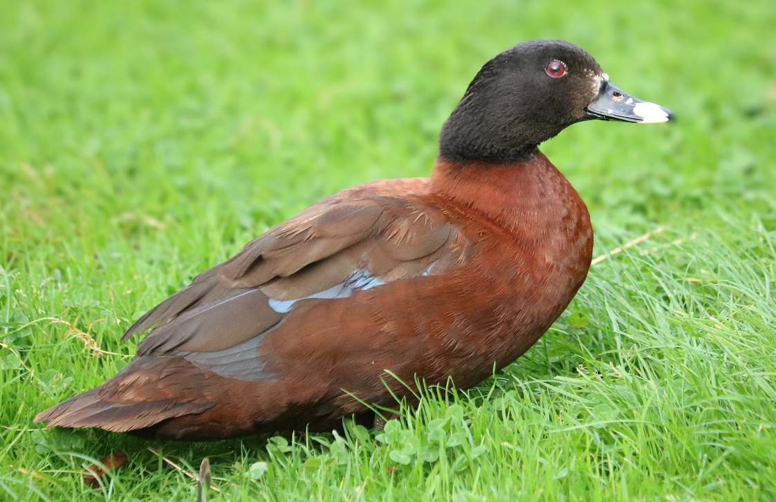 Juvenile female (2021)