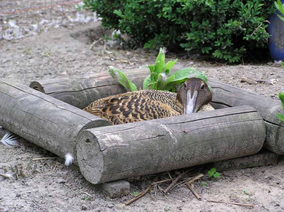 White-winged duck female and ducklings
