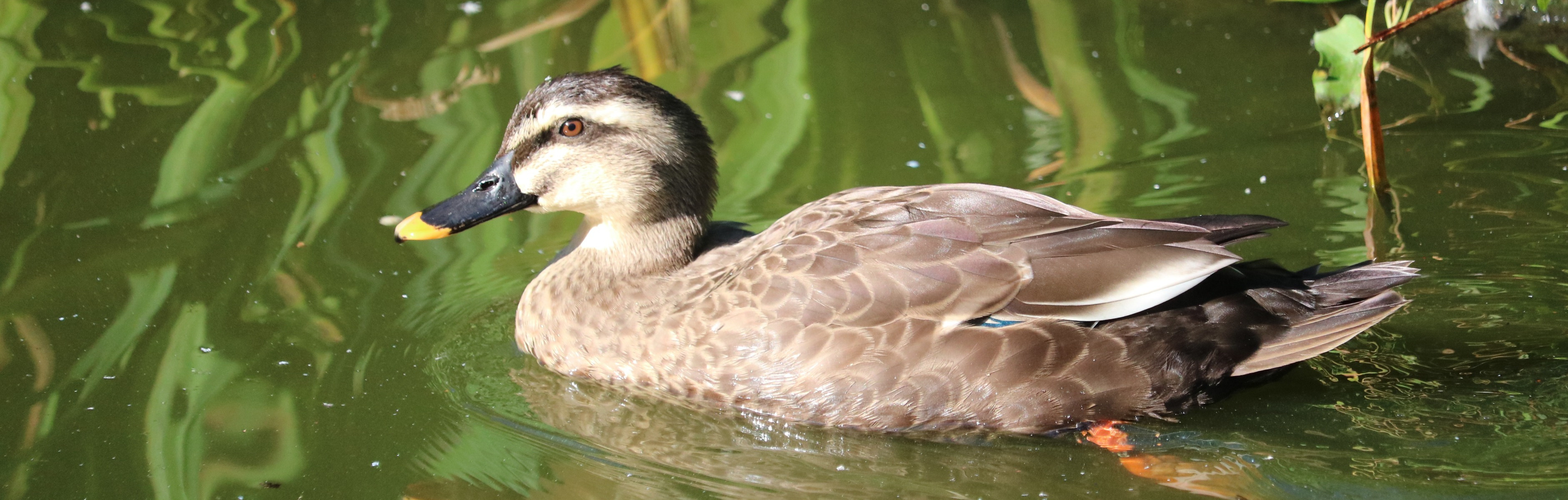 Chinese spot-billed duck, Anas zonorhyncha