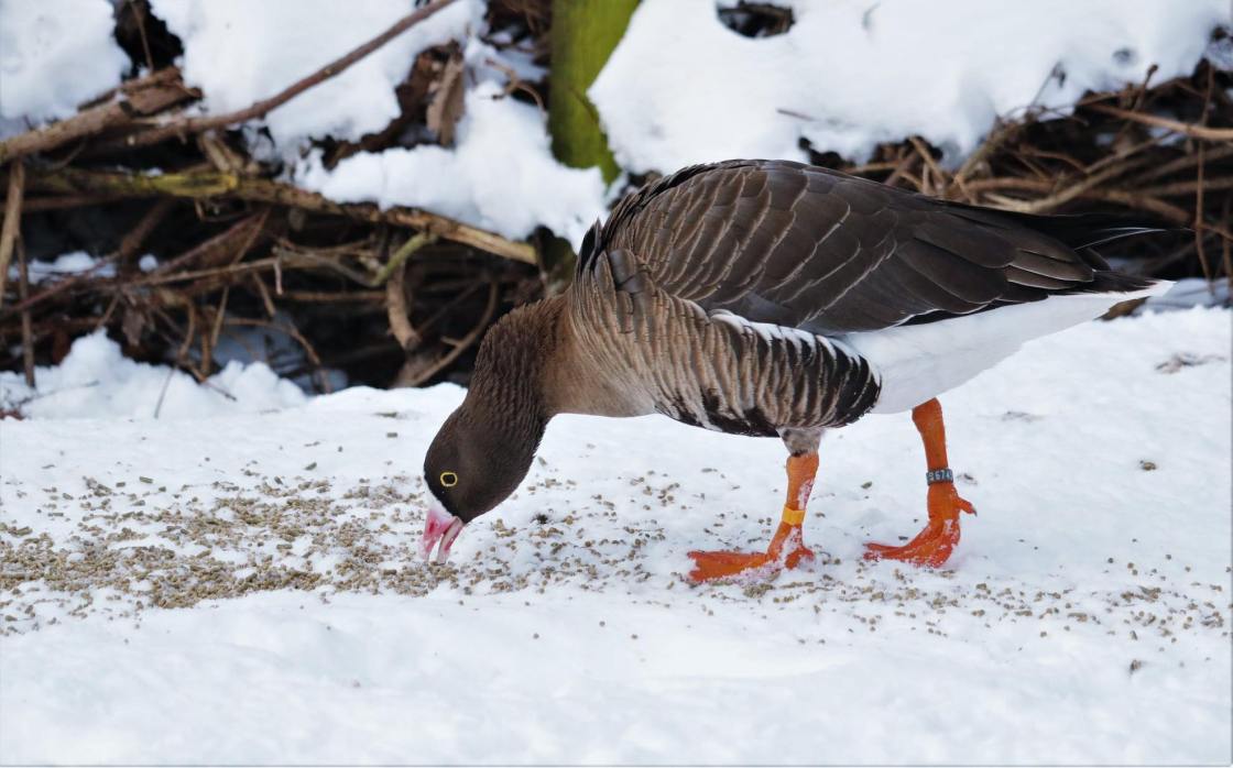 Lesser white-fronted goose