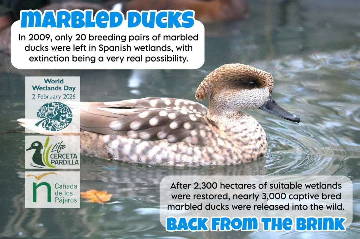 Greater flamingos, Phoenicopterus roseus