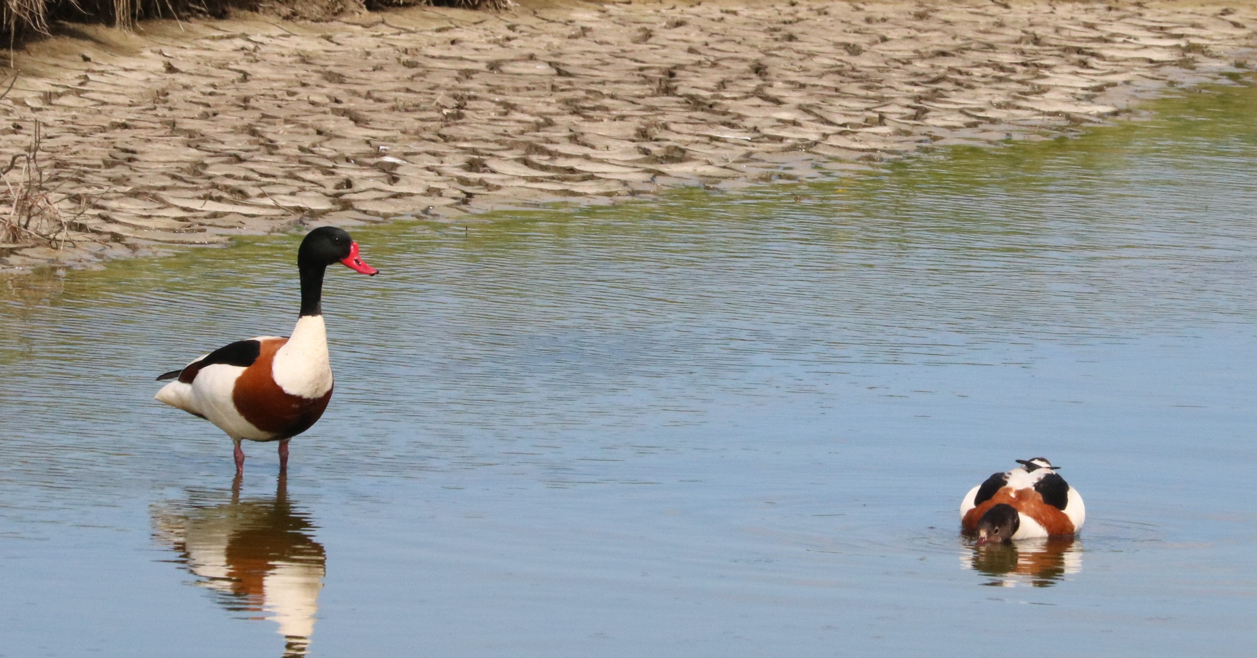 Common shelducks, Tadorna tadorna