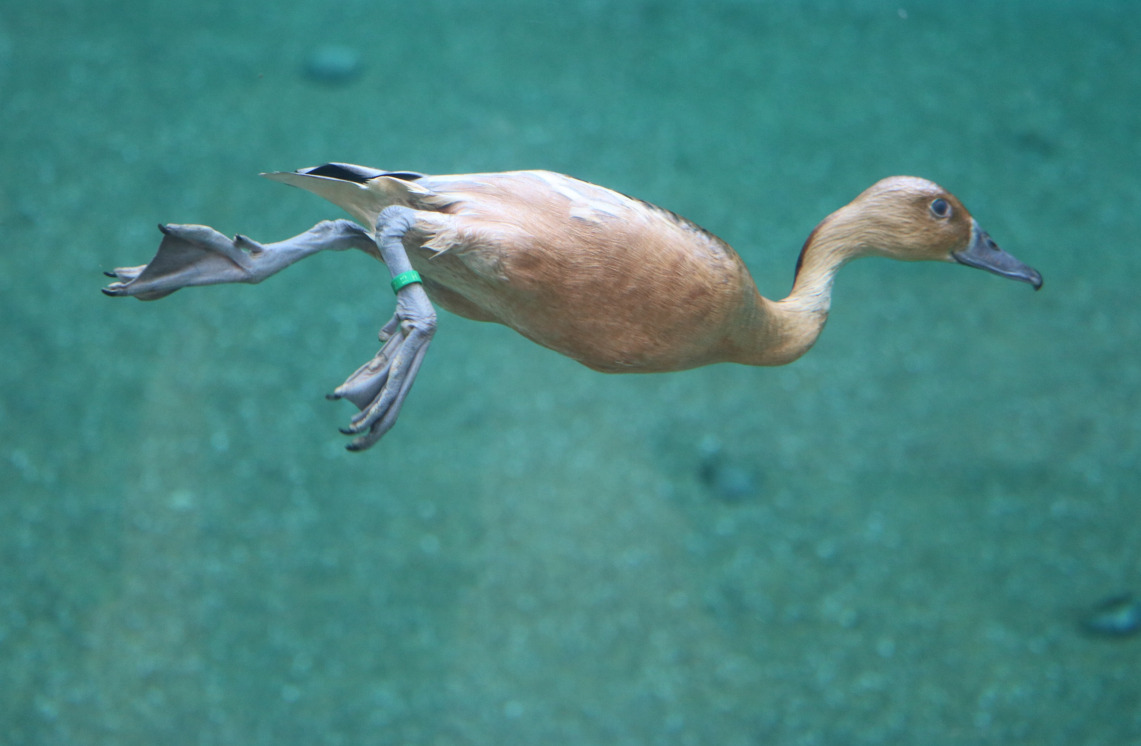 Diving fulvous whistling duck