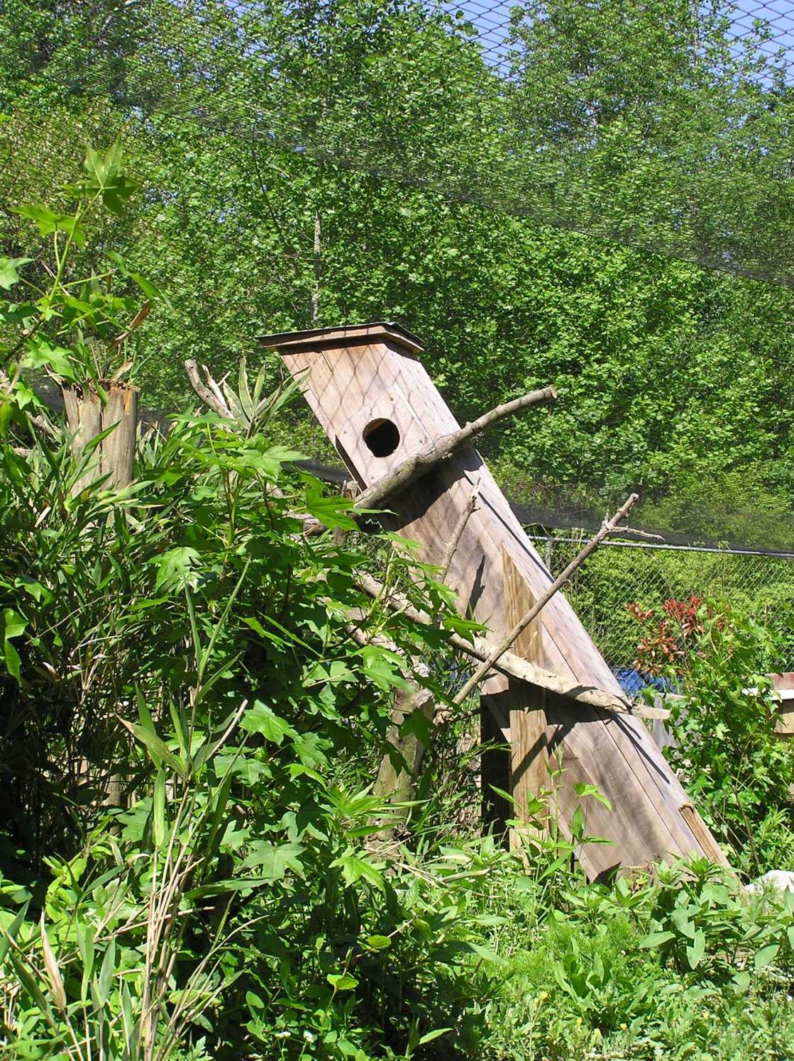 White-winged duck female and ducklings