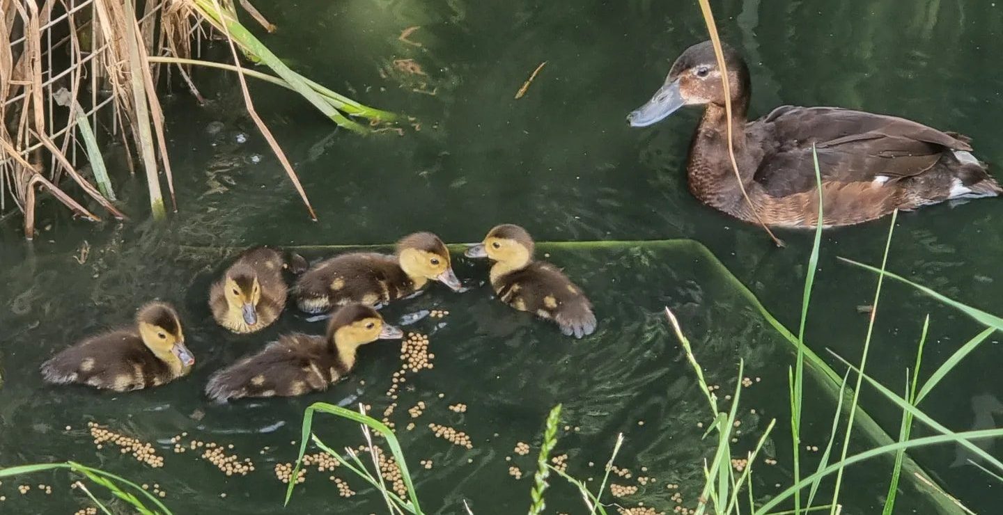 Baer's pochard its and ducklings