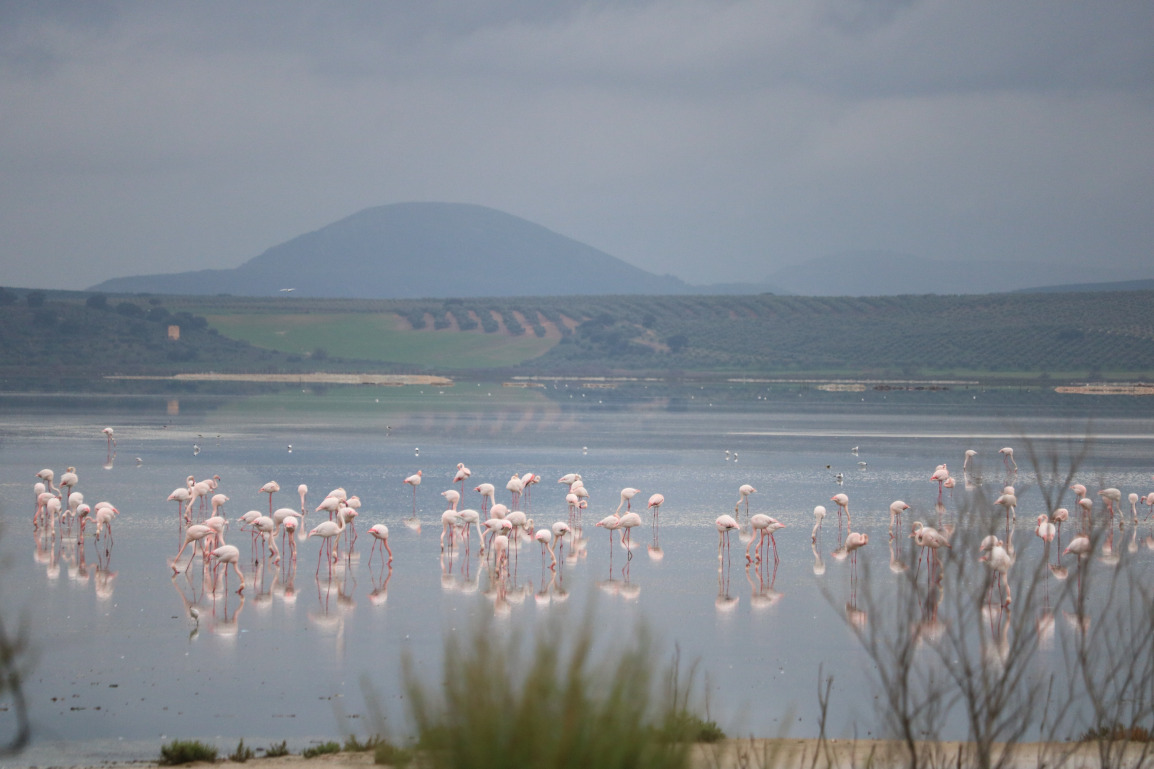 Greater flamingos, Phoenicopterus roseus