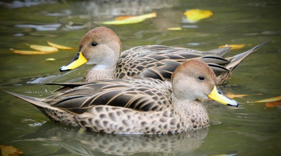 Juvenile female (2021)