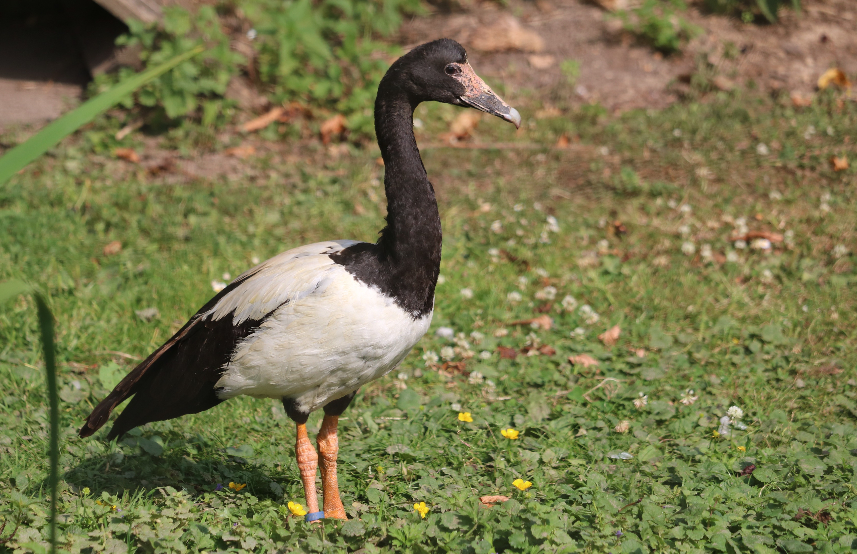 Magpie goose. Photo © Jan Harteman