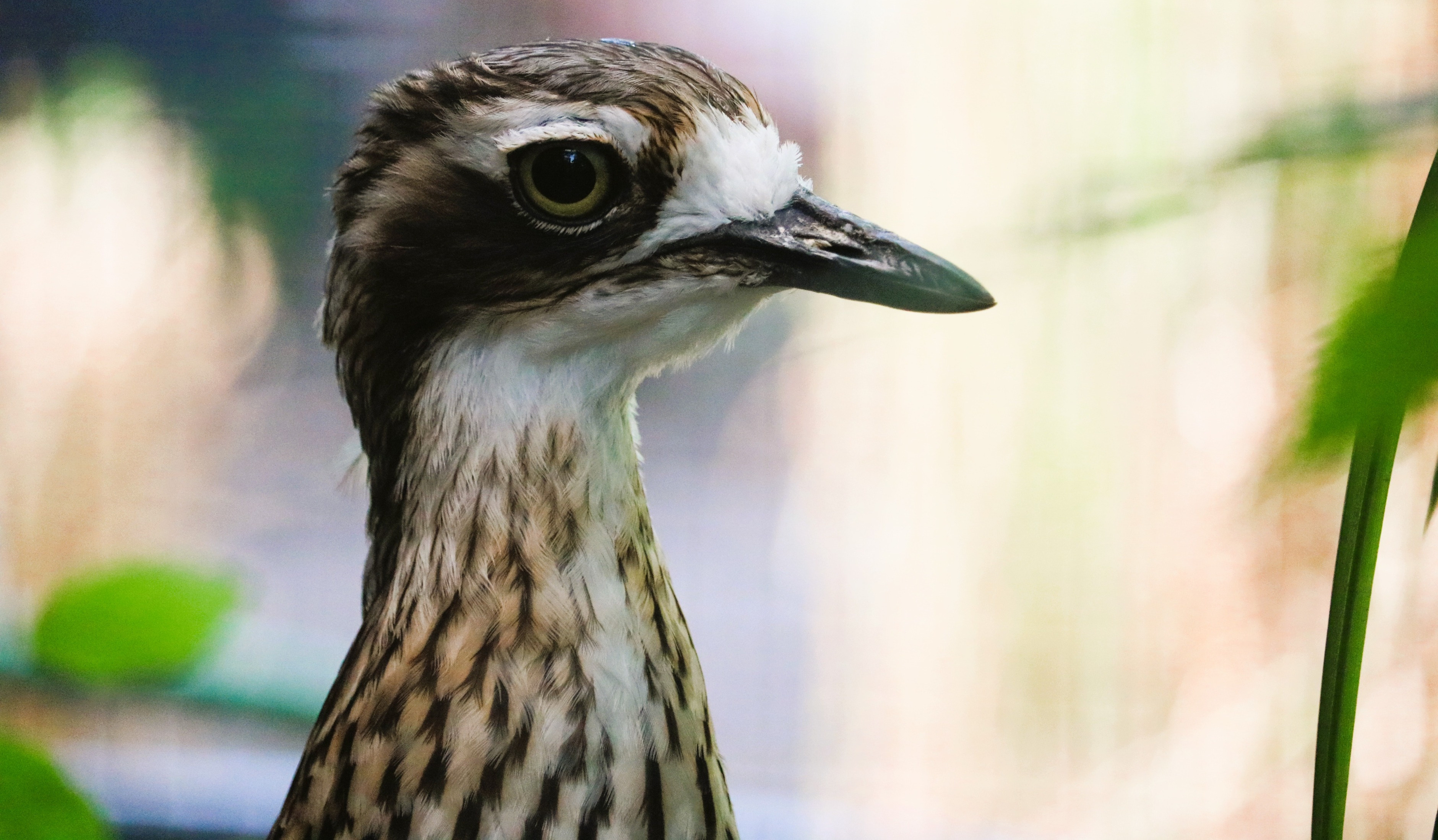Bush thick-knee