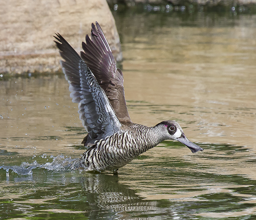 White-winged duck and Baer's pochard