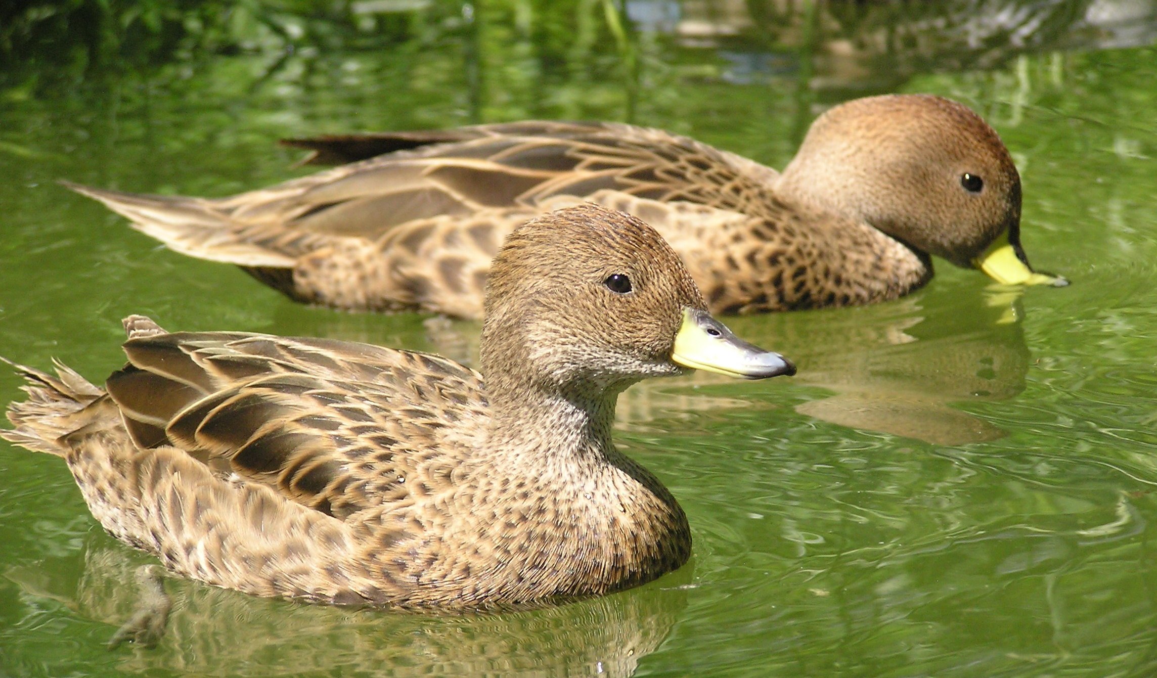Juvenile white-winged ducks